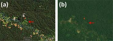 These forests are found in the regions near the equator and close to the tropics. Small Neotropical Primates Promote The Natural Regeneration Of Anthropogenically Disturbed Areas Scientific Reports