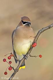 Cedar Waxwing Brown Birds That Look Like Cardinals Cedar Waxwing F5r9687 Jpg Birds
