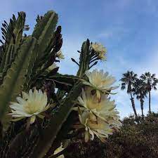 When a cactus blooms at night, you can bet that the pollinator is something nocturnal, like a moth or bat. Peruvian Apple Cactus A Quick Primer Properly Rooted
