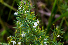 Image result for Brownleea parviflora