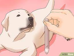 How To Know If Your Male Dog Is Ready To Breed 9 Steps