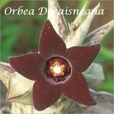 Image result for Orbea melanantha
