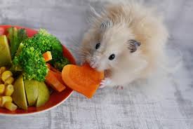 Die Richtige Ernahrung Fur Hamster So Geht S