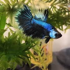 Kingdra Betta Fish Betta Fish Pet