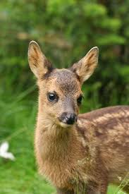 Die koppel gehört ja fast zu unserem garten)! Rehe Aus Dem Garten Vertreiben Mein Schoner Garten
