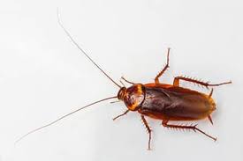 Exterminator St Louis Mo By 24 7 Animal Pest Control Learn more about our spider removal! exterminator st louis mo by 24 7