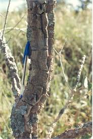 Image result for Pentarhopalopilia