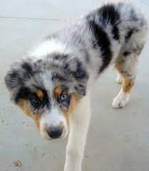Beautiful Female Blue Merle Australian Shepherd Puppy Palmdale Ca Australian Shepherd Australian Shepherd Blue Merle Australian Shepherd Puppy