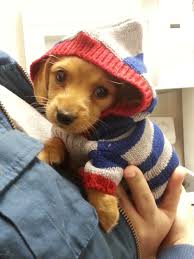 Designer Clothes Shoes Bags For Women Ssense Cute Animals Dachshund Puppy Cute Dogs