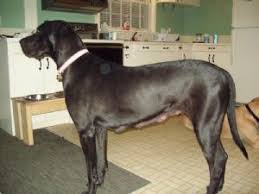 Join millions of people using oodle to find puppies for adoption, dog and puppy listings, and other pets adoption. Great Dane Puppies For Sale