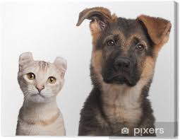 Alman Coban Kopek Yavrusu 3 Aylik Ve American Curl Kedi Yavrusu Tuval Baski Pixers Haydi Dunyanizi Degistirelim