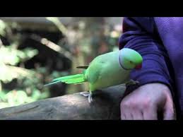 See full list on lafeber.com Green Parrot At Birds Of Eden South Africa Youtube