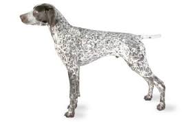There are no books on the german shorthaired pointer poodle, and it seems that there's little known about these dogs. German Shorthaired Pointer Dog Breed Information Pictures Characteristics Facts Dogtime