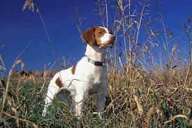 Buy and sell brittany spaniels puppies & dogs uk with freeads classifieds. Brittany Spaniel Puppies For Sale From Reputable Dog Breeders
