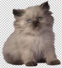 The birman, also called the sacred cat of burma, is a domestic cat breed. Persian Cat Ragdoll Bengal Cat Himalayan Cat Exotic Shorthair Png Clipart Animals Asian Semi Longhair Birman