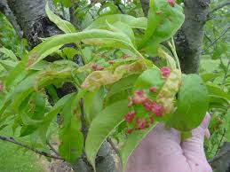 Growing fruit trees can be a rewarding, as well as delicious, practice, but keeping those fruit trees healthy can become expensive if you need to buy fungicidal sprays, pest sprays, and other fruit tree sprays. News Spray Fungicide In Fall To Prevent Peach Leaf Curl Fall Garden Care Fruit Trees Plants