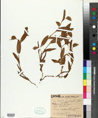 Image result for Commelina saxosa