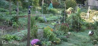 Furthermore, certain plants can contribute to a chicken's nutritious diet, giving you even more nutritious with that said, there are certainly plants that are toxic to chickens and should be kept away from the chicken run. Tips For Gardening With Chickens