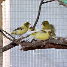 Kanarienvögel stammen von kanarengirlitzen ab, die bevorzugt in buschreichen gebieten leben. Kanarienvogel Kauf Und Haltung Unterbringung Yaacool