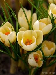 Image result for Pycreus chrysanthus