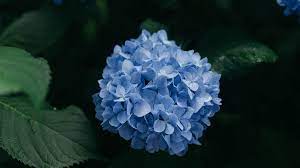 Actually pretty good chance that op's picture is those boy that drought in texas really is serious. Growing Hydrangeas In Texas Plants For All Seasons Since 1973