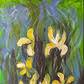 Monet's Yellow Irises