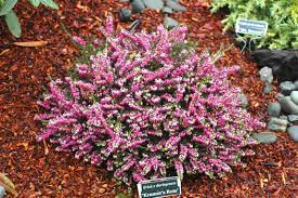 Kramers Rote Heather Zones 5 10 Magenta Flowers Plants Garden Landscaping