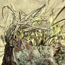 Image result for Xerophyta trichophylla