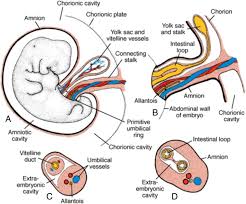 Disorders of the Umbilical Cord