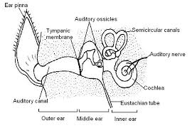 We did not find results for: The Anatomy And Physiology Of Animals Special Senses Worksheet Worksheet Answers Wikieducator