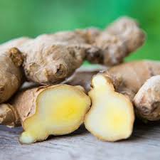 Pflanze blühende ingwer mit anderen großen tropischen pflanzen wie cannas oder elefantenohren, um eine schwüle aussage zu erstellen. Ingwer Pflanzen Pflegen Ernten Mein Schoner Garten