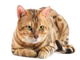 The strength of a dog's jaw can cause severe and extensive damage. Cats Are Lucky Charms Times Of India