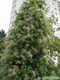 We did not find results for: Gewohnliche Waldrebe Details Baumbestimmung Laubholzer Bestimmen Clematis Vitalba