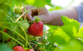 #erdbeerbeet #erdbeeren #beet #anlegen #richtig #pflanzen #garten #tipps #ernte Erdbeerpflanze Wie Man Erdbeeren Im Garten Anbaut