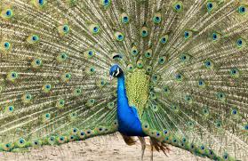 Peacock premium is where the features start to open up. Peacocks Farm Animals Facts News By World Animal Foundation