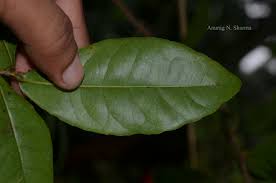 Image result for Gomphia