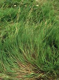 Image result for Agrostis quinqueseta