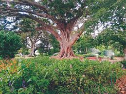 Image result for Brackenridgea zanguebarica