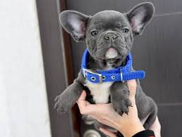 Animalssale found 1270 french bulldog puppies for sale in usa, which meet your criteria. French Bulldog Puppies For Sale Lawrenceville Ga 319584