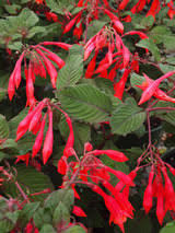 Fuchsia Triphylla Gartenmeister Bonstedt Fuchsia Plant List Vibrant Earth