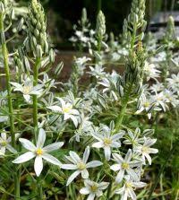 Image result for Ornithogalum seineri