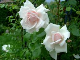 Now $26 (was $̶3̶5̶) on tripadvisor: New Dawn Rose Zartrosa Ca 300cm Somerset Nursery 1930 Rosa New Dawn Online Bestellen