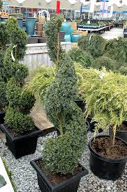 We did not find results for: Green Mountain Boxwood Spiral Form Buxus Green Mountain Spiral In Wilmette Chicago Evanston Glenview Skokie Winnetka Illinois Il At Chalet Nursery