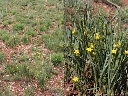 Image result for Hypoxis nyasica