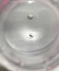 In der regel werden moskitonetze zeltartig über das bett gespannt und sorgfältig unter der matratze fixiert. Was Fur Ein Insekt Im Bett Ist Denn Das Insekten Kafer Bettwanzen
