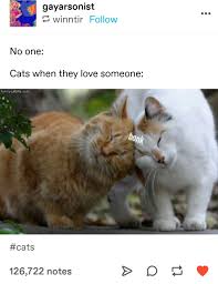 Pin By Seven On Tumblr Cute Animals Cute Funny Animals Funny Animals