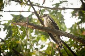File:Indian Cuckoo (Cuculus micropterus) (7472697996).jpg - Wikipedia