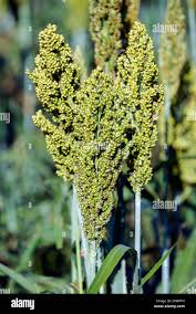 Image result for Echinochloa frumentacea