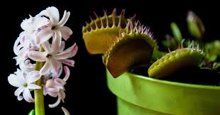 We did not find results for: Leave It To The Expert Seven Most Difficult Plants To Grow In Your Garden