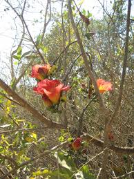 Image result for Fernandoa magnifica